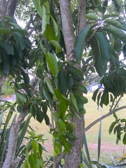 Melicytus ramiflorus ramiflorus