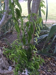 Melicytus ramiflorus ramiflorus