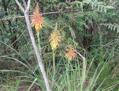 Kniphofia laxiflora