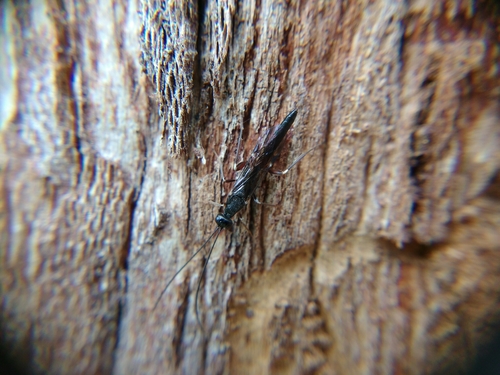 Xorides gracilicornis