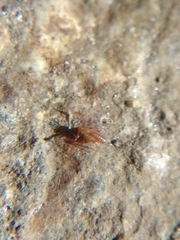 Ephippiochthonius