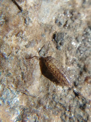 Porcellium collicola