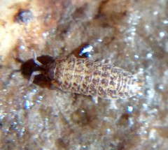 Porcellium collicola