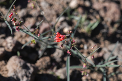 Scarlet four o'clock (Mirabilis coccinea)