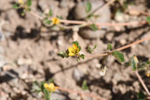 California caltrop (Kallstroemia californica)