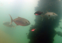 Seriola rivoliana