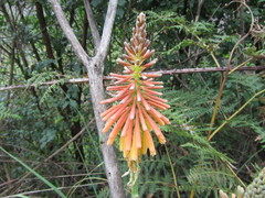 Kniphofia laxiflora