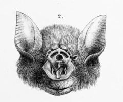 Orange Leaf-Nosed Bat photo 3