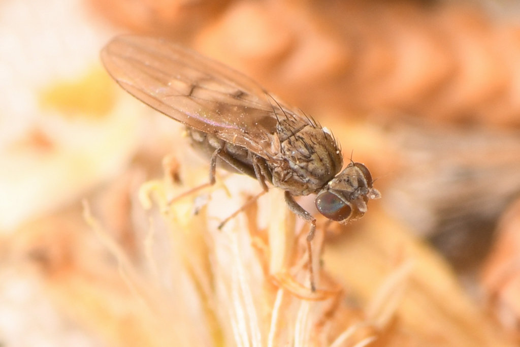 Brine fly