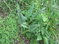 Zantedeschia albomaculata