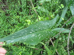 Zantedeschia albomaculata