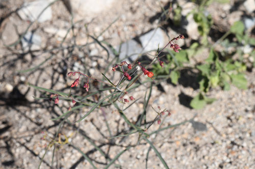 Scarlet four o'clock (Mirabilis coccinea)
