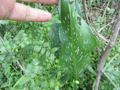 Zantedeschia albomaculata