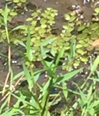 Salvinia molesta