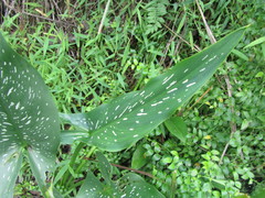 Zantedeschia albomaculata