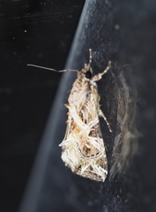 Callopistria yerburii