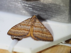 Mimoclystia pudicata