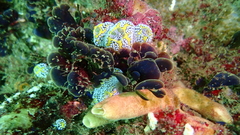 Botrylloides magnicoecus