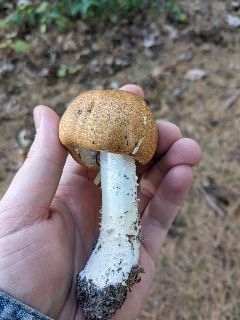 The Little Prince from Shirland Township, IL, USA on October 9, 2023 at