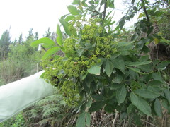 Heteromorpha arborescens