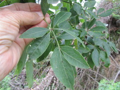 Heteromorpha arborescens