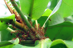 Oecophylla smaragdina