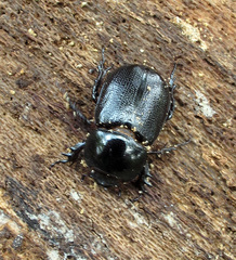 Eophileurus
