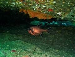 Trachichthys australis