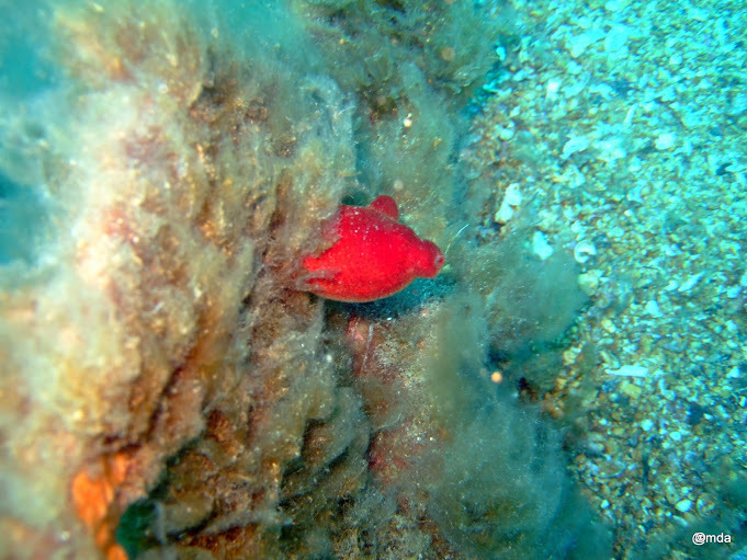 Si l'image tarde � s'afficher, cliquez sur le lien