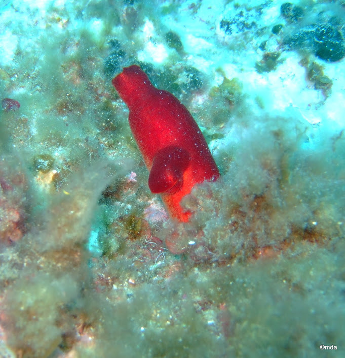 Si l'image tarde � s'afficher, cliquez sur le lien