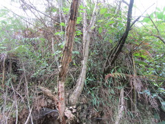 Heteromorpha arborescens