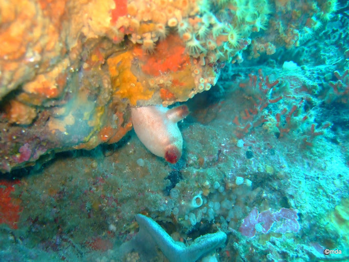 Si l'image tarde � s'afficher, cliquez sur le lien