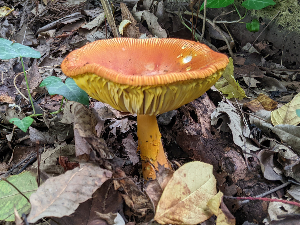 Amanita caesareoides · October 2023 · photo: © timur_kalininsky (iNaturalist, cc-by)