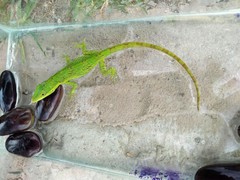 Anolis heterodermus