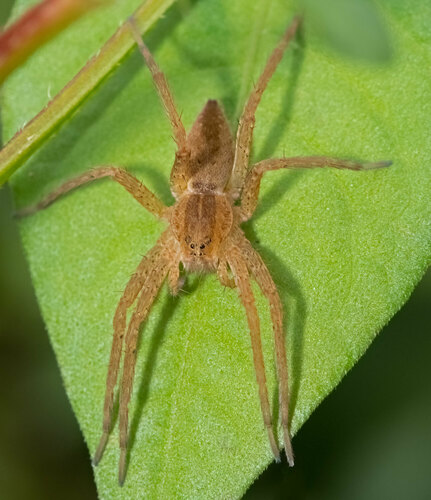 Observations by mishko · iNaturalist