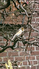 Serinus canaria domesticus