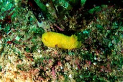 Doris chrysoderma