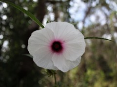 Hibiscus meraukensis