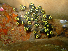 Clavelina robusta