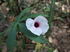 Hibiscus meraukensis