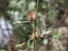 Hibiscus meraukensis
