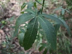 Hibiscus meraukensis