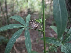 Hibiscus meraukensis