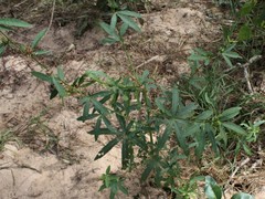 Hibiscus meraukensis