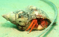 Paguristes frontalis