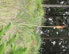 Kniphofia ichopensis