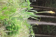 Kniphofia ichopensis