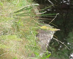 Kniphofia ichopensis