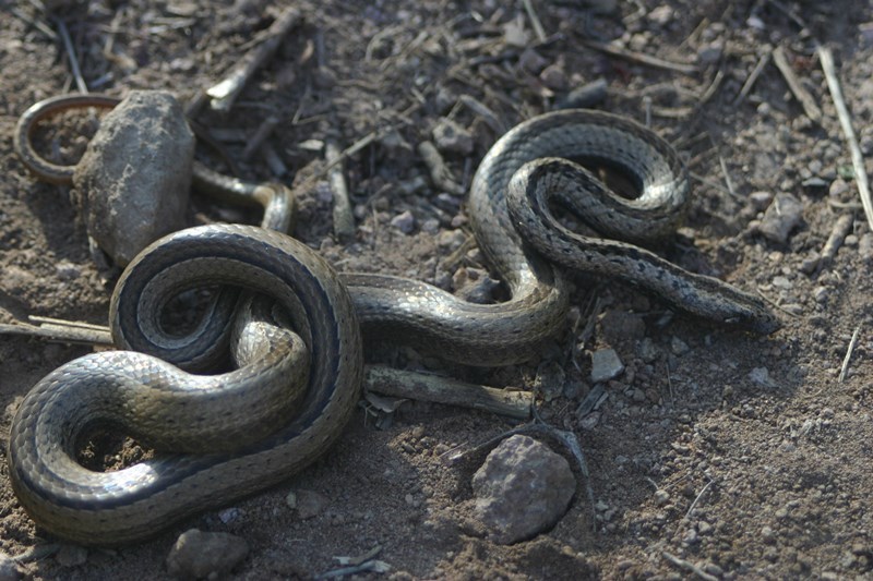 Manolepis