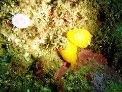 Doris chrysoderma